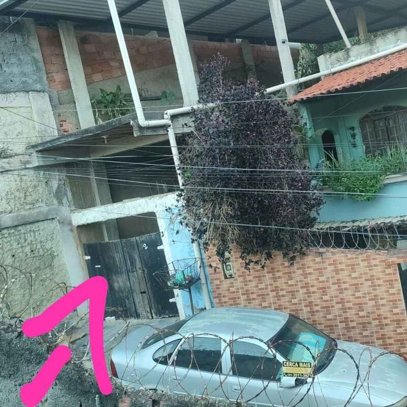 Imagem da publicação