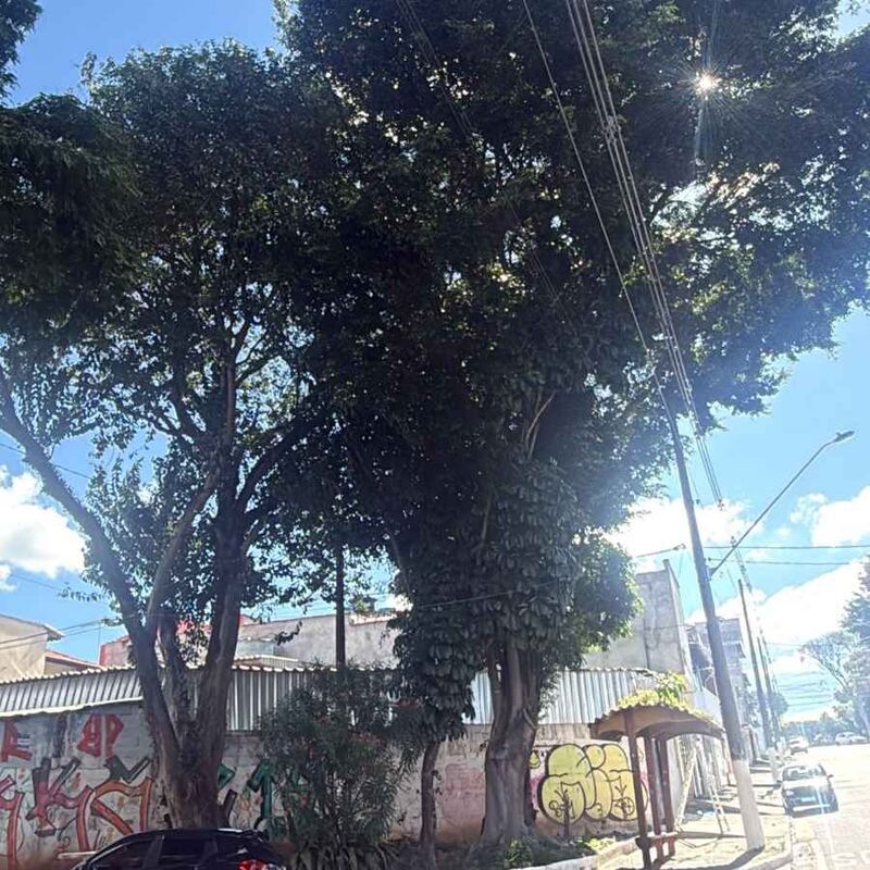 Imagem da publicação