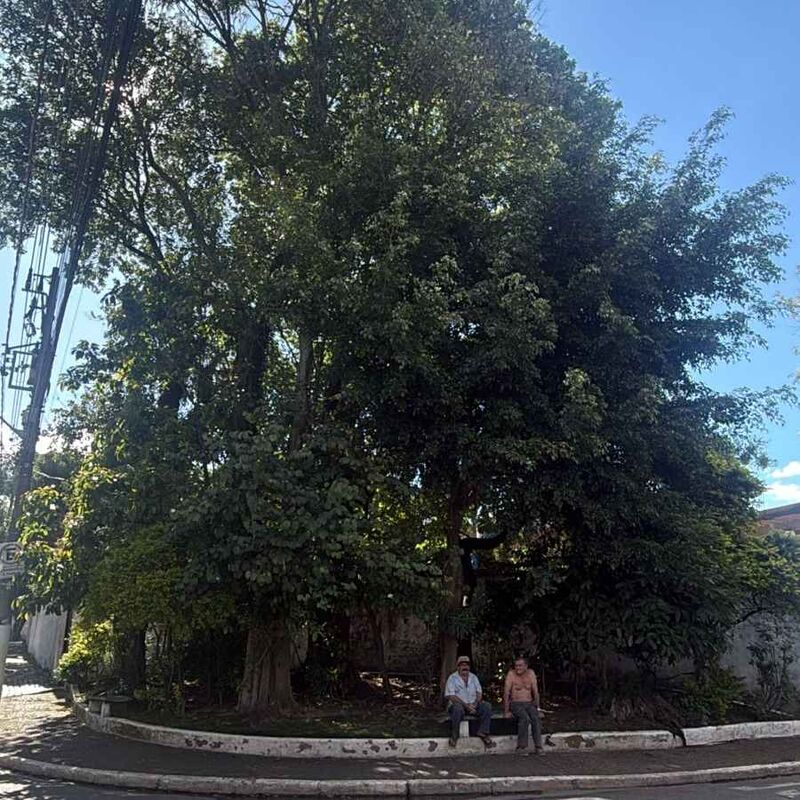 Imagem da publicação