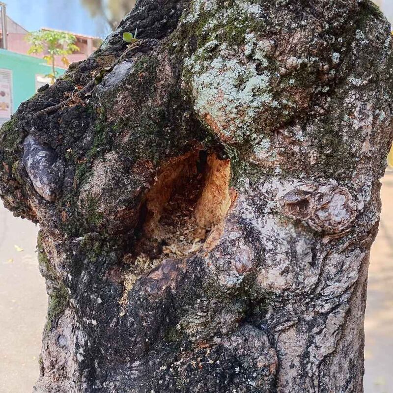 Imagem da publicação