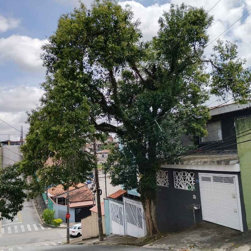 Imagem da publicação