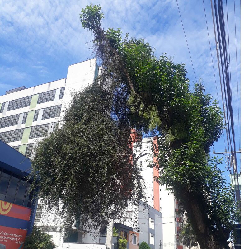 Imagem da publicação