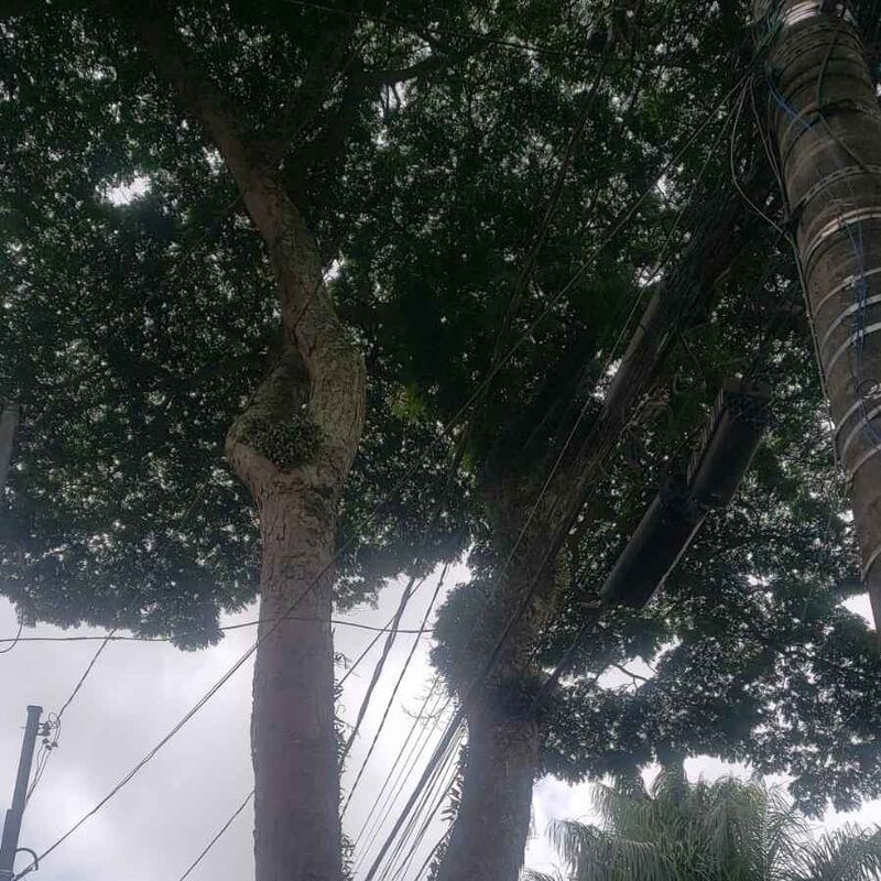 Imagem da publicação