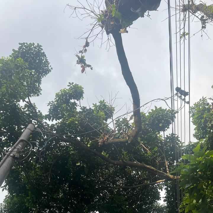 Imagem da publicação