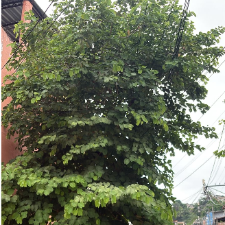 Imagem da publicação