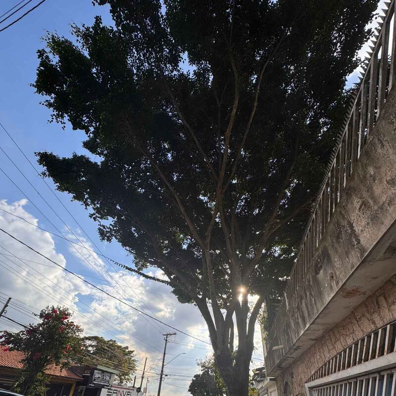Imagem da publicação