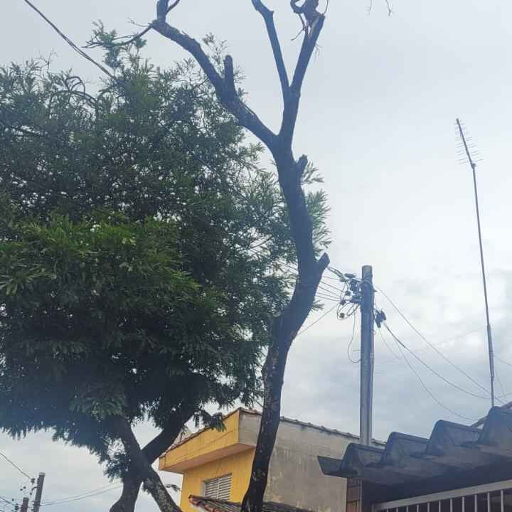 Imagem da publicação