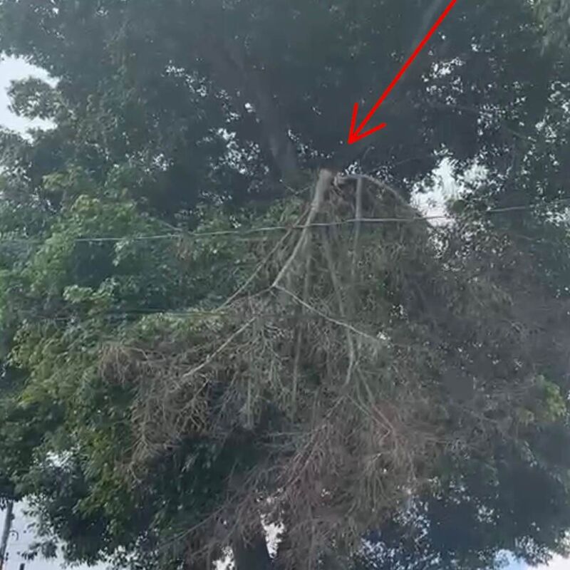 Imagem da publicação