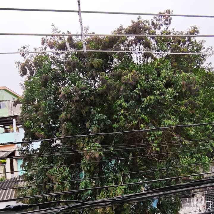 Imagem da publicação