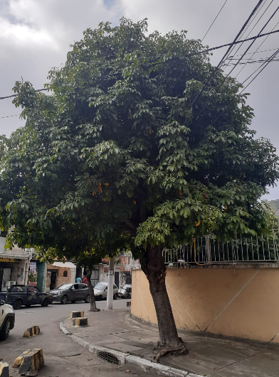 Imagem da publicação