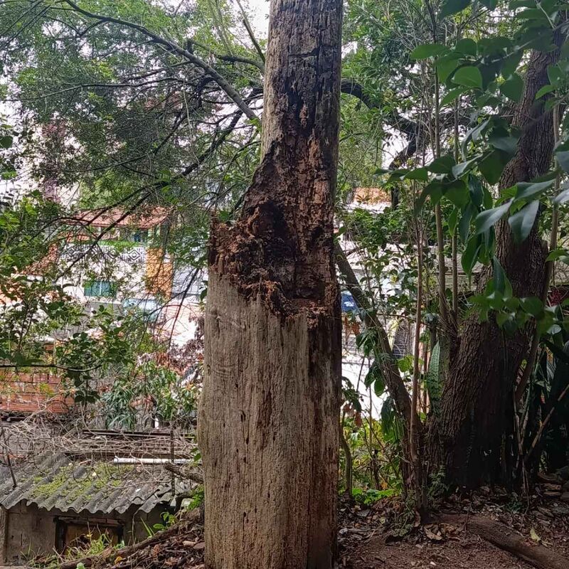 Imagem da publicação