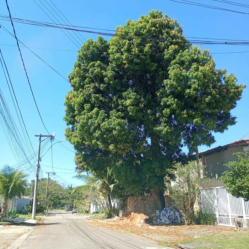 Imagem da publicação
