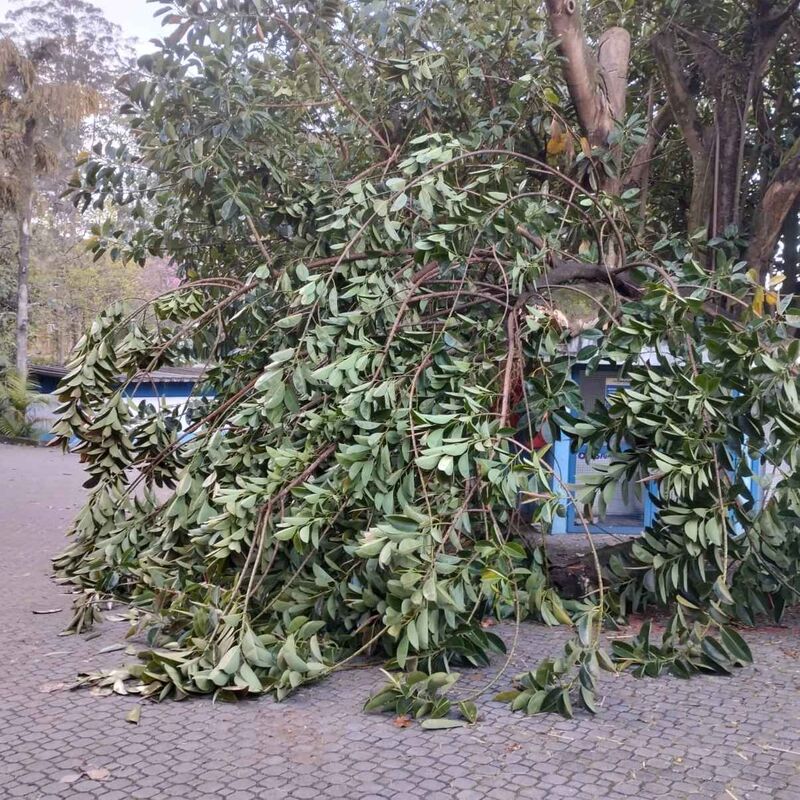 Imagem da publicação