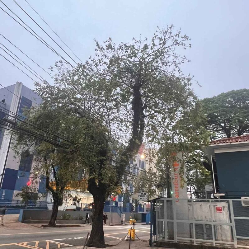 Imagem da publicação