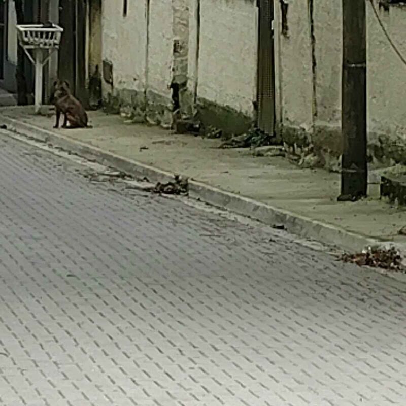 Imagem da publicação
