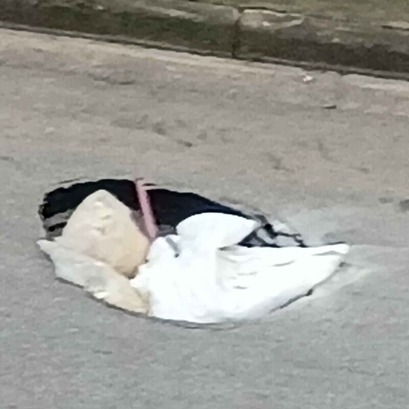 Imagem da publicação