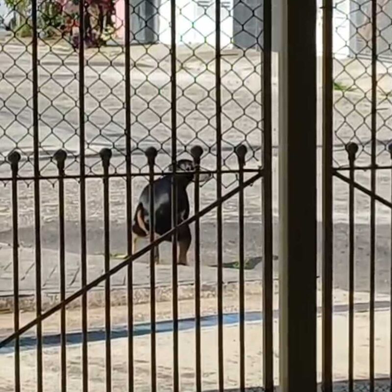 Imagem da publicação