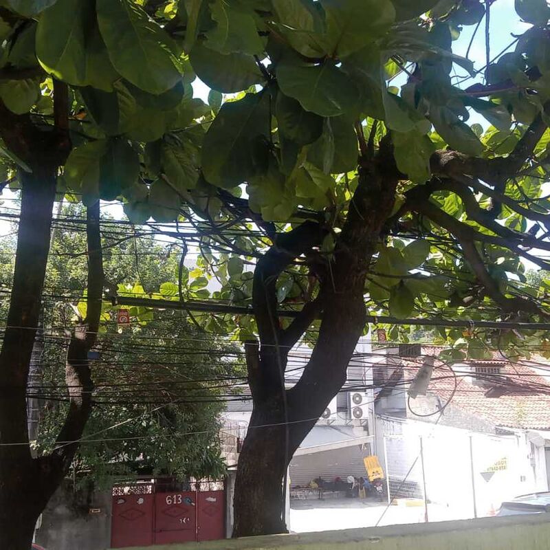 Imagem da publicação