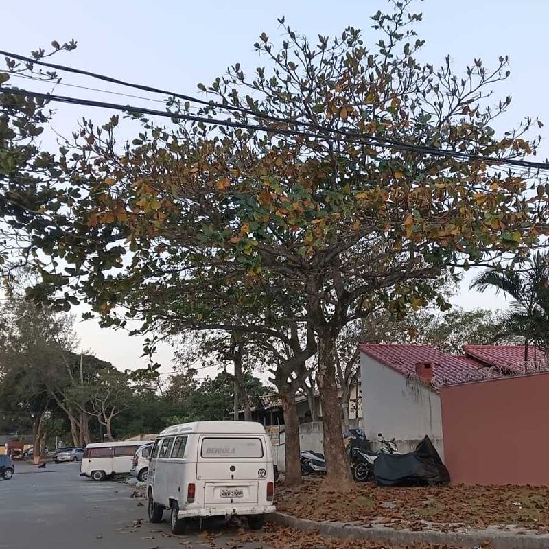 Imagem da publicação