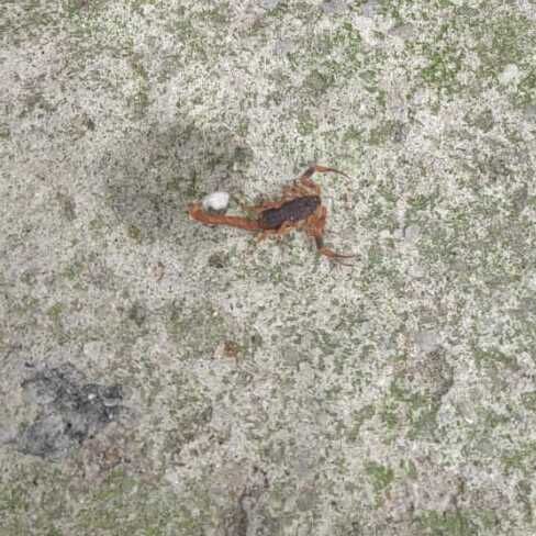 Imagem da publicação