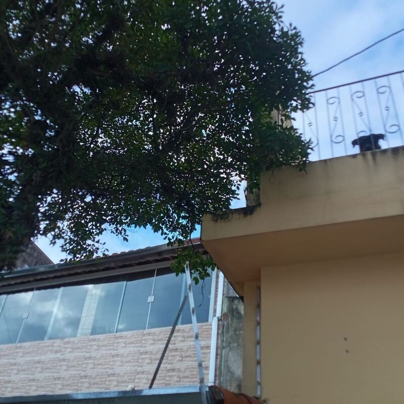 Imagem da publicação