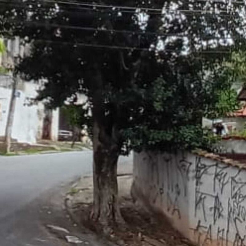 Imagem da publicação