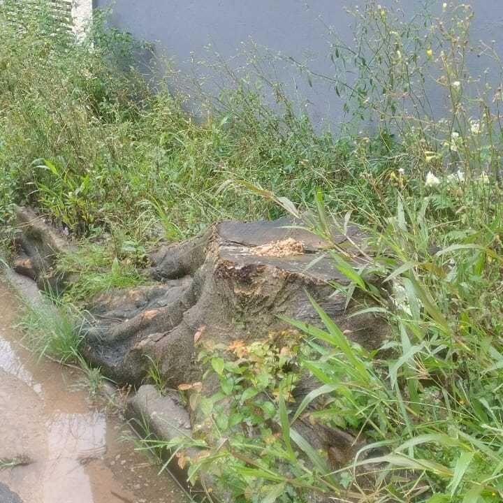 Imagem da publicação