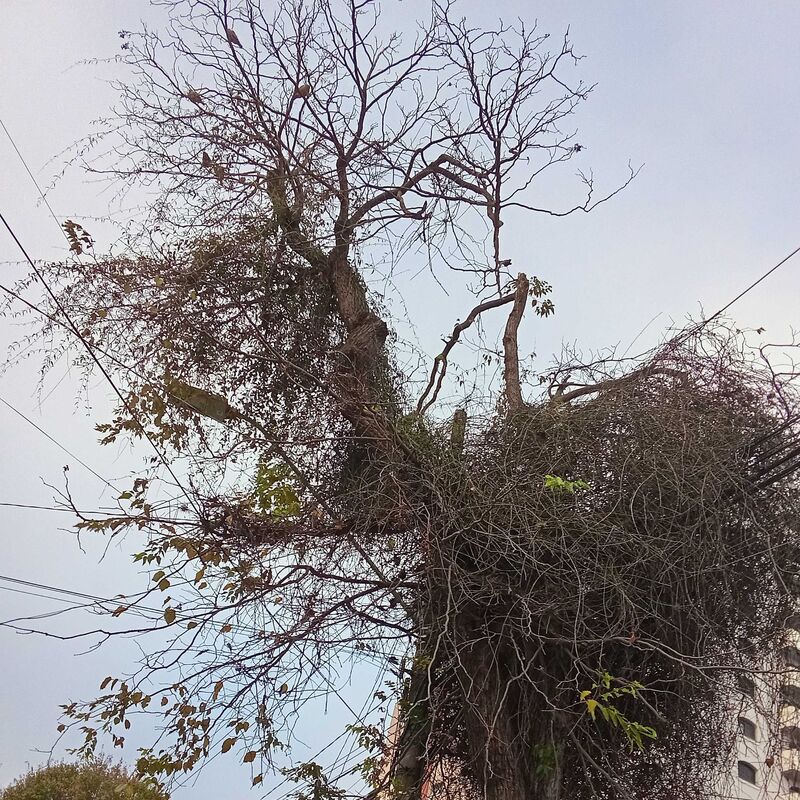 Imagem da publicação