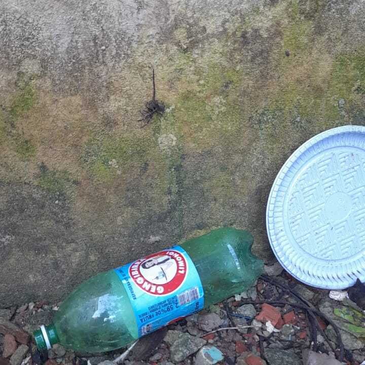 Imagem da publicação