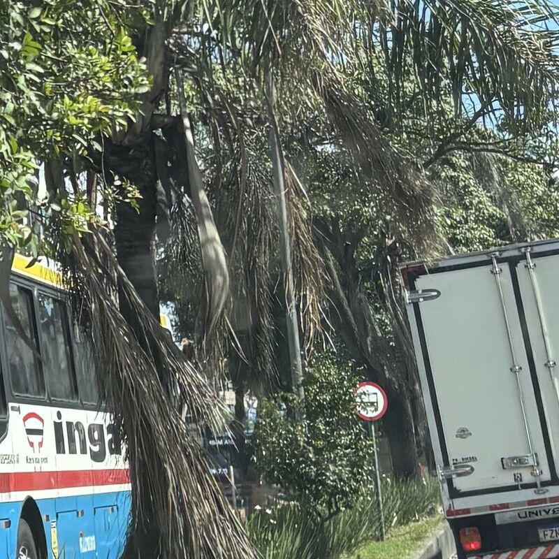 Imagem da publicação