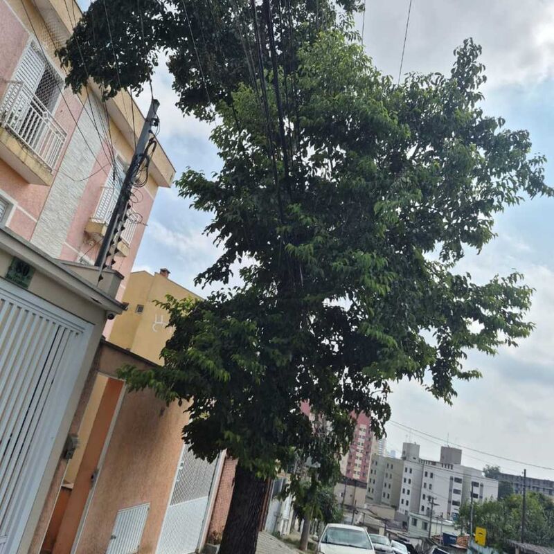 Imagem da publicação