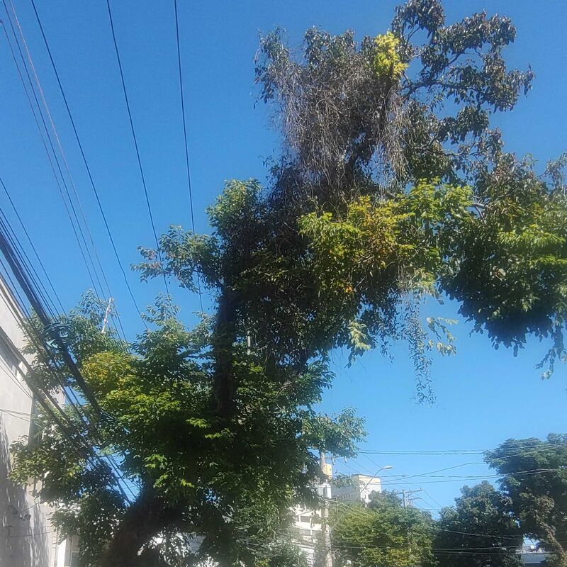 Imagem da publicação