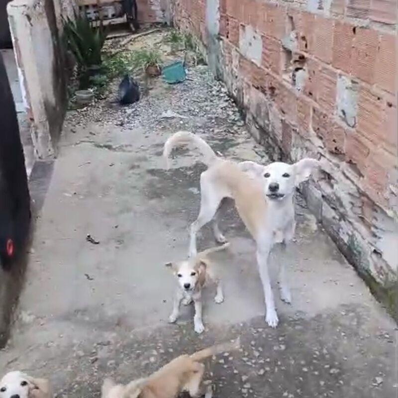 Imagem da publicação
