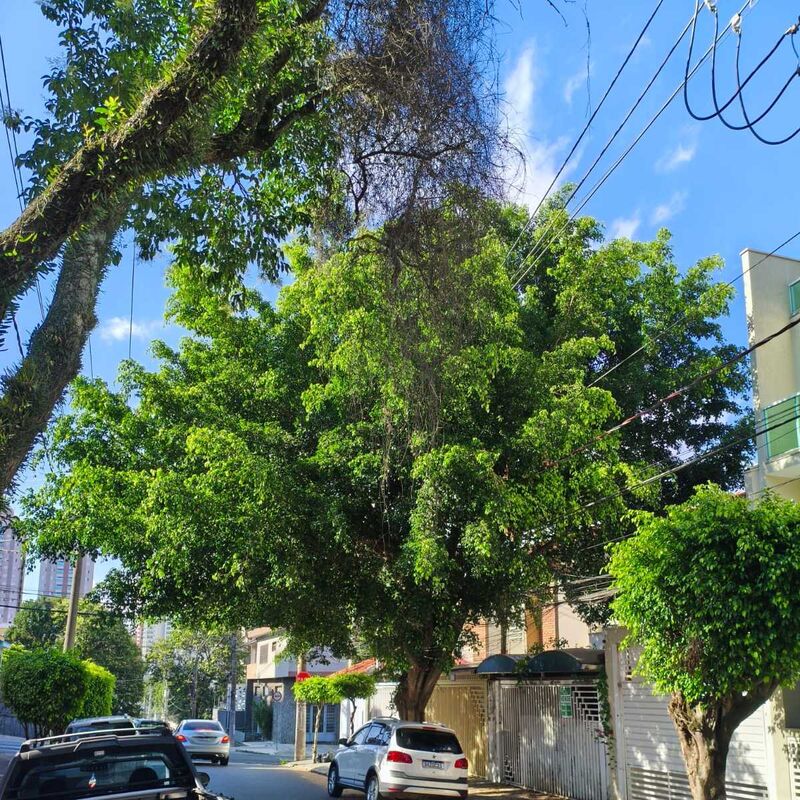 Imagem da publicação