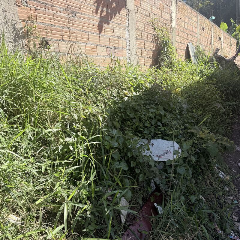 Imagem da publicação