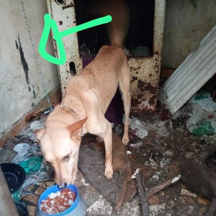 Imagem da publicação