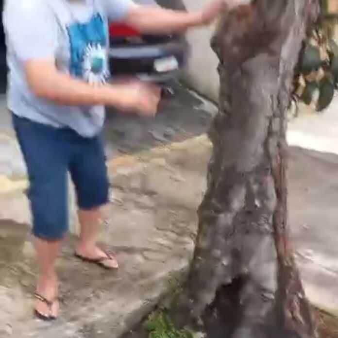 Imagem da publicação
