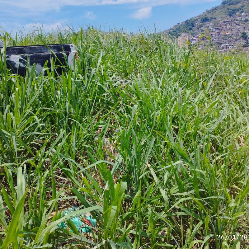 Imagem da publicação