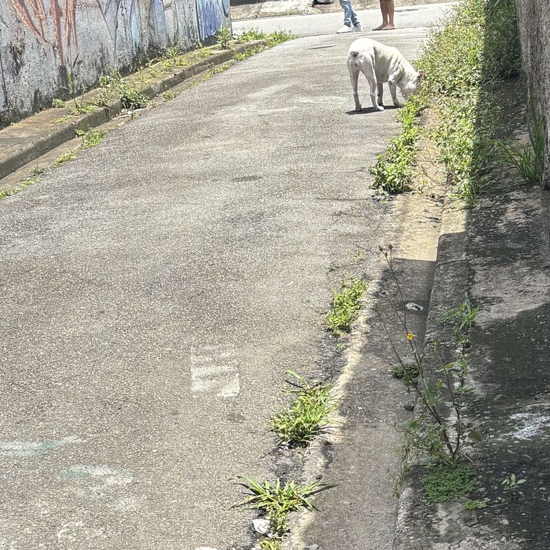 Imagem da publicação