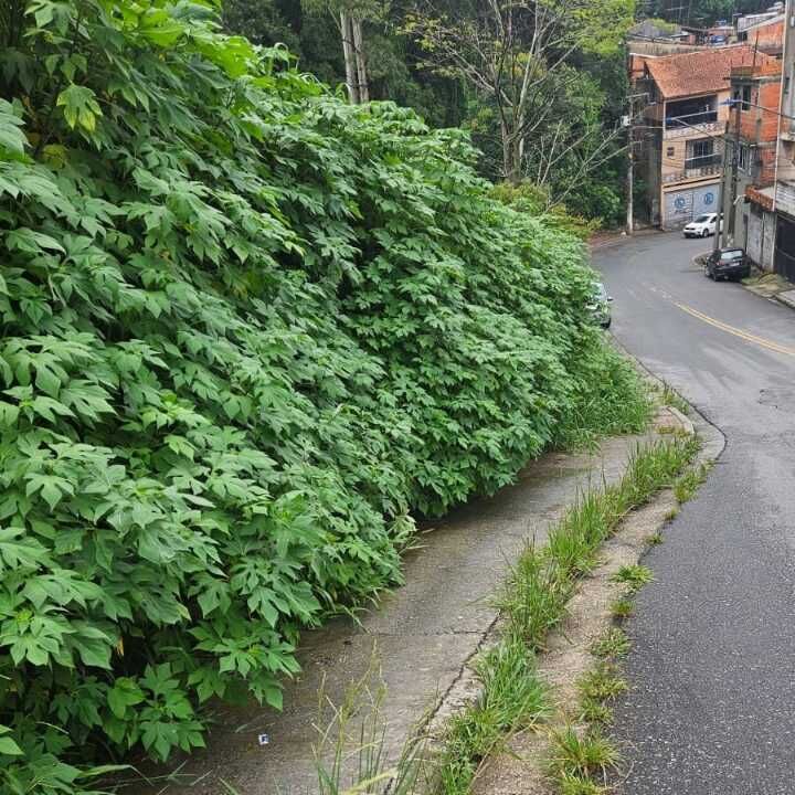 Imagem da publicação