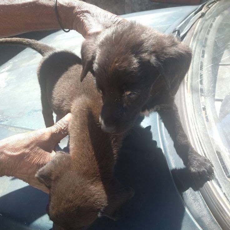 Imagem da publicação