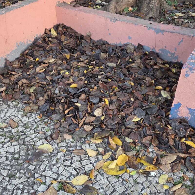 Imagem da publicação