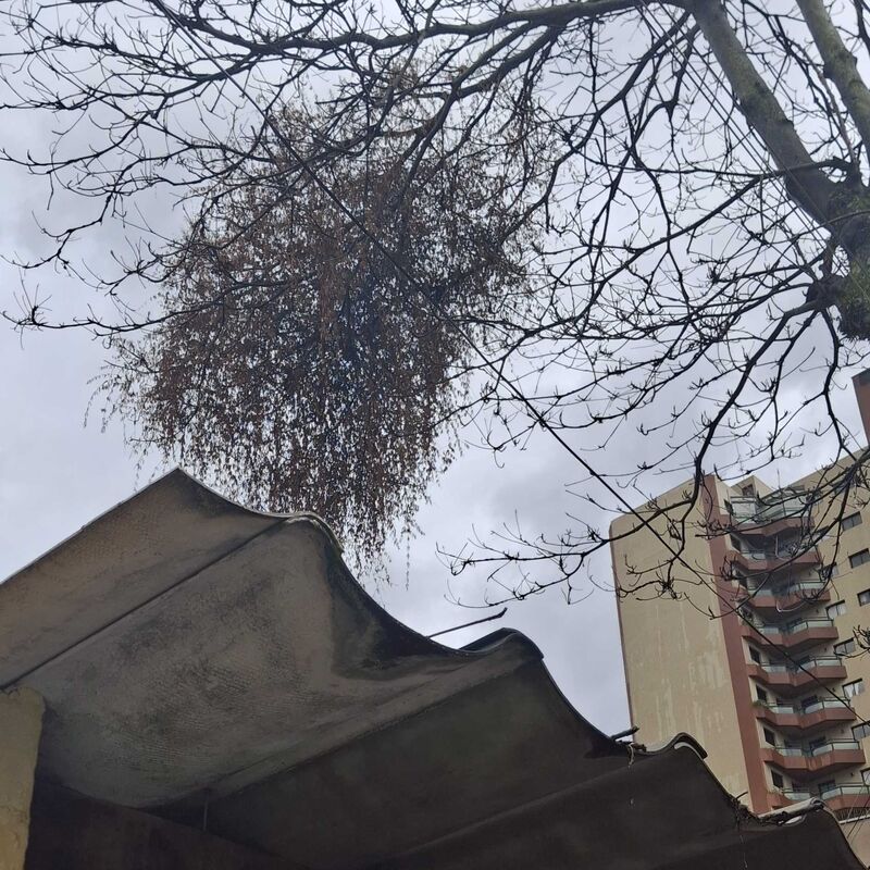 Imagem da publicação