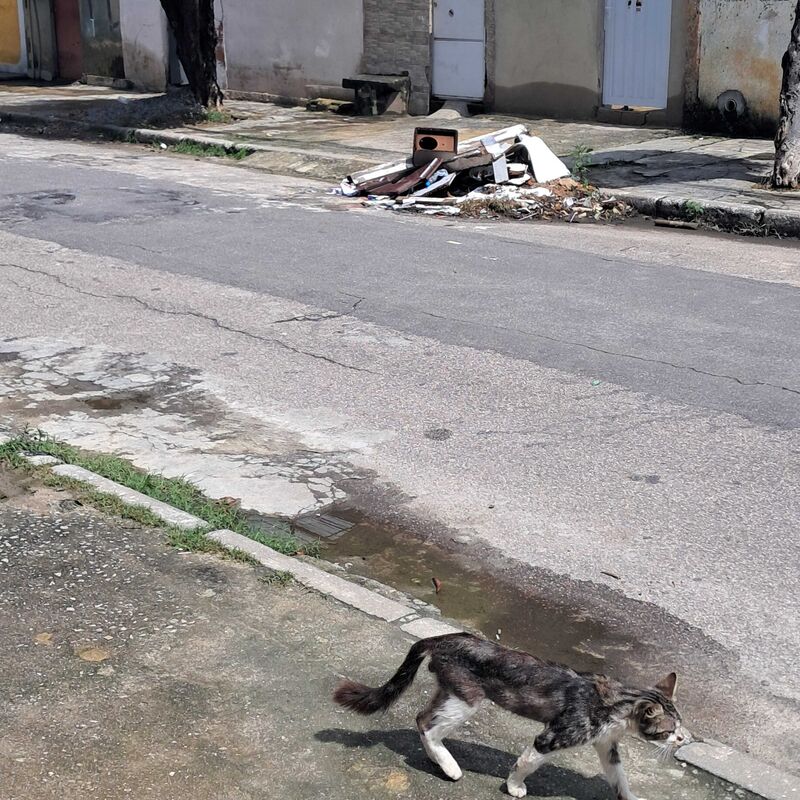 Imagem da publicação