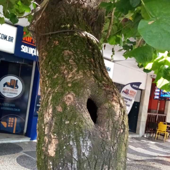 Imagem da publicação