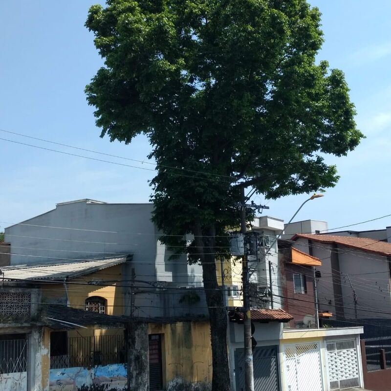 Imagem da publicação