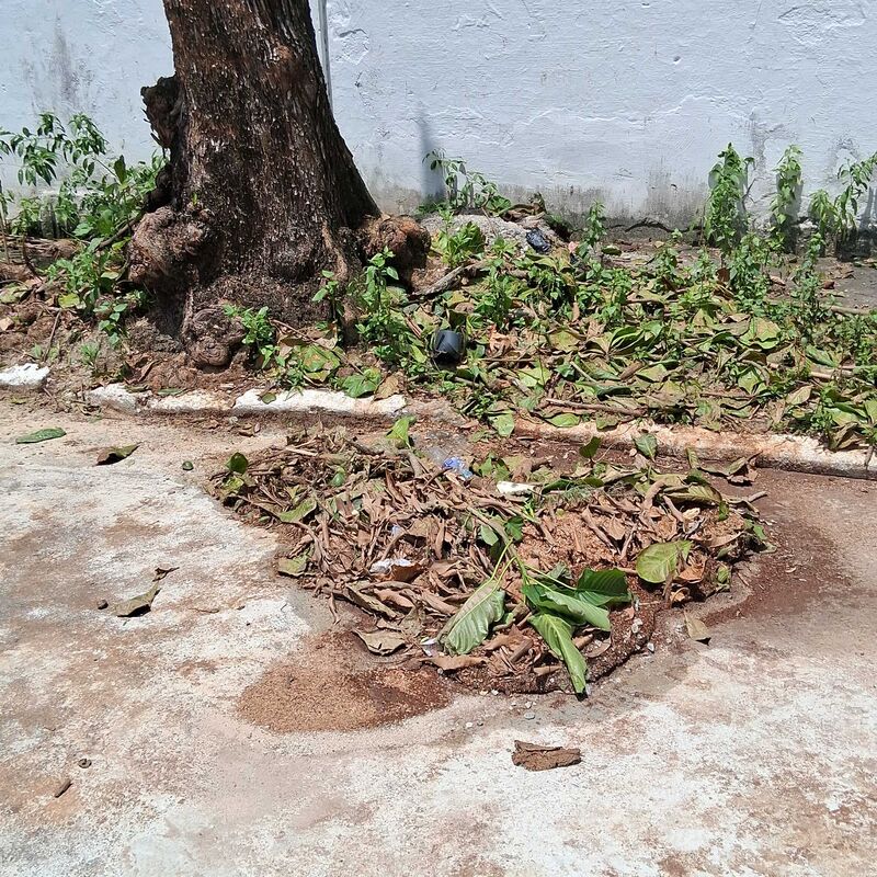 Imagem da publicação