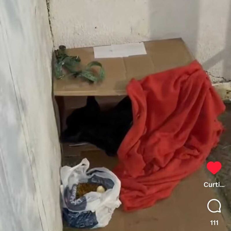 Imagem da publicação