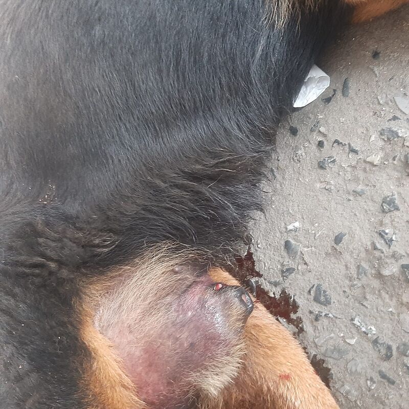 Imagem da publicação