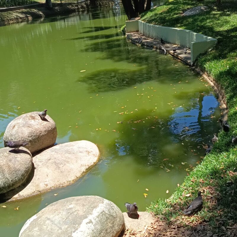 Imagem da publicação